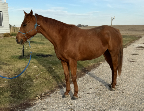 HorseID: 2306466 Scratch N Sniff - PhotoID: 1090191