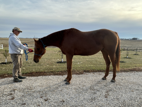 HorseID: 2306466 Scratch N Sniff - PhotoID: 1090192