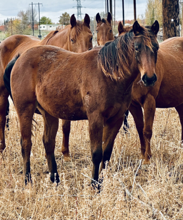 HorseID: 2306472 KD Two Classy Jolene - PhotoID: 1090194