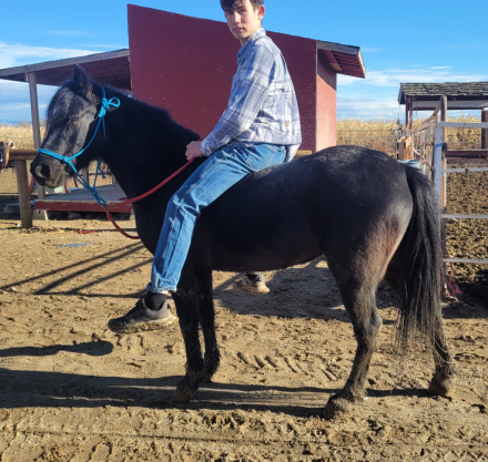 HorseID: 2306478 Star - PhotoID: 1090421