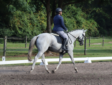 HorseID: 2306479 Rainbows Forever - PhotoID: 1090205