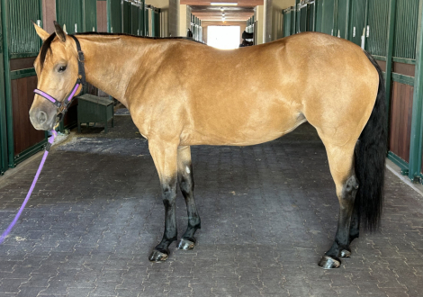 HorseID: 2306481 Looks So Good N Vogue - PhotoID: 1090206