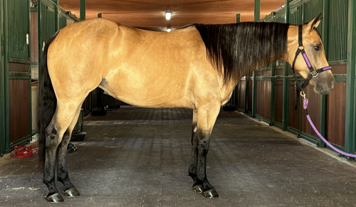 HorseID: 2306481 Looks So Good N Vogue - PhotoID: 1090207