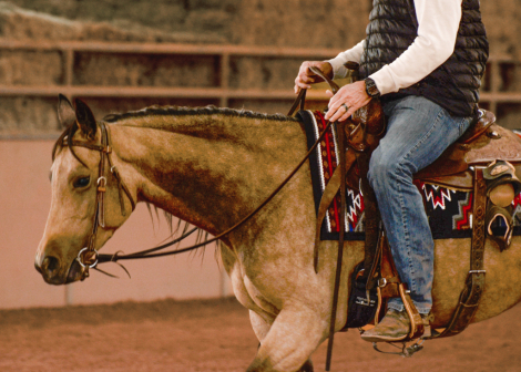 HorseID: 2306481 Looks So Good N Vogue - PhotoID: 1090208