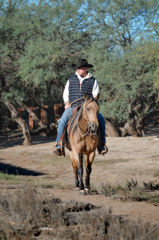 HorseID: 2306481 Looks So Good N Vogue - PhotoID: 1090209