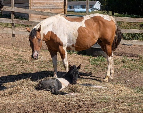 HorseID: 2306483 KC Tardy Cash - PhotoID: 1090210