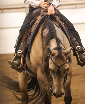 HorseID: 2306484 Hollywoodmobsterchic - PhotoID: 1090212