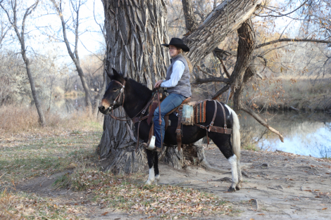 HorseID: 2306490 Pita - PhotoID: 1090213