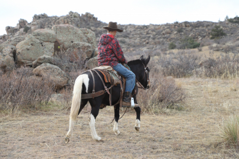 HorseID: 2306490 Pita - PhotoID: 1090214