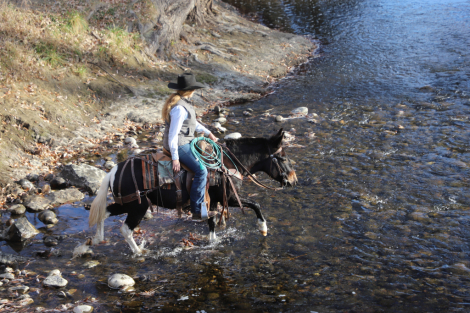 HorseID: 2306490 Pita - PhotoID: 1090216