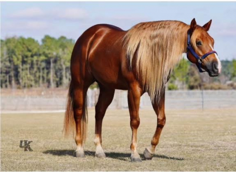 HorseID: 2306491 TN In Your Dreams - PhotoID: 1090305