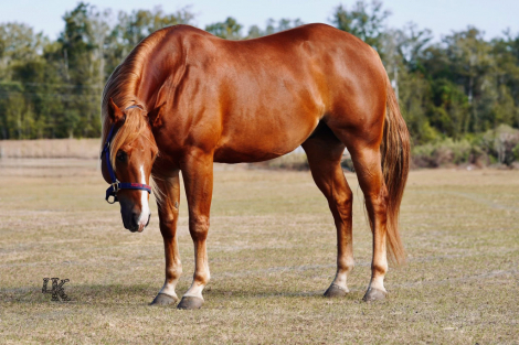 HorseID: 2306491 TN In Your Dreams - PhotoID: 1090306