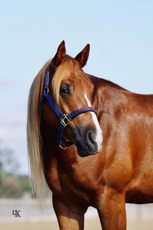 HorseID: 2306491 TN In Your Dreams - PhotoID: 1090307