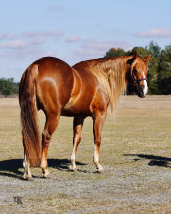 HorseID: 2306491 TN In Your Dreams - PhotoID: 1090308