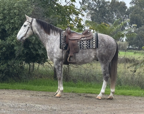 HorseID: 2306498 Clyde - PhotoID: 1090224