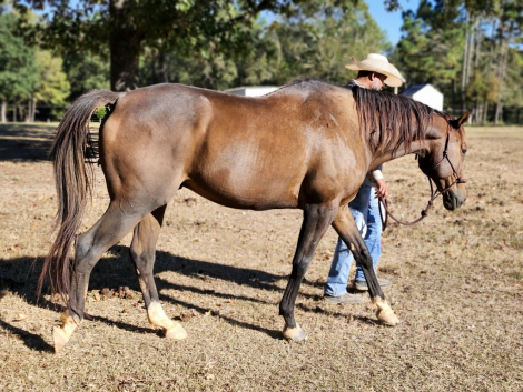 HorseID: 2306501 Roundelay - PhotoID: 1090255