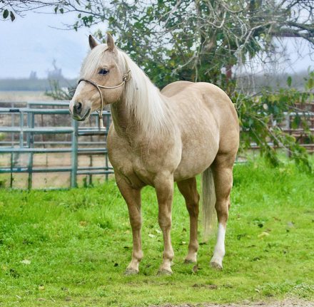 HorseID: 2306502 SMART N STYLISH CD - PhotoID: 1090225