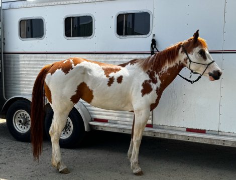 HorseID: 2306503 Invitations Dream - PhotoID: 1090226