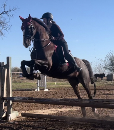 HorseID: 2306505 BJB Chesspiece - PhotoID: 1090227