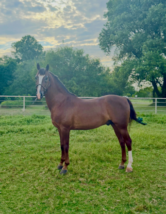 HorseID: 2306505 BJB Chesspiece - PhotoID: 1090228