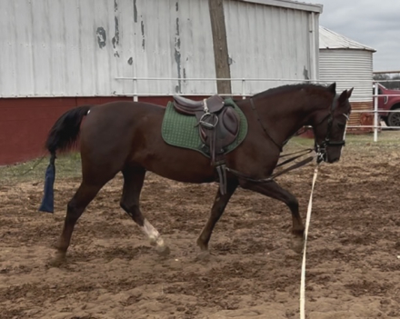 HorseID: 2306505 BJB Chesspiece - PhotoID: 1090229