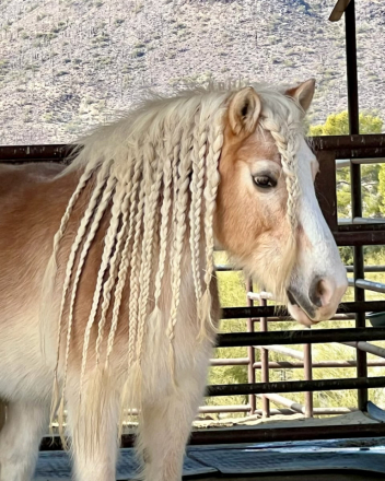 HorseID: 2306513 Tallulah - PhotoID: 1090378