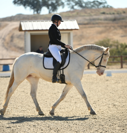 HorseID: 2306516 Halo of Protection - PhotoID: 1090235