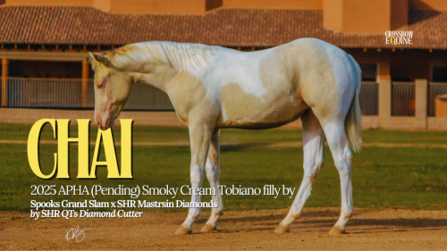 HorseID: 2306518 APHA Pending - PhotoID: 1090236