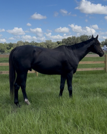 HorseID: 2306519 Lena's Jazz - PhotoID: 1090231