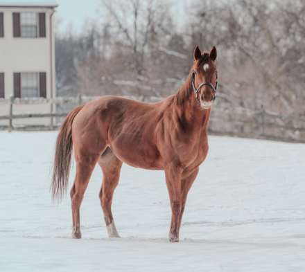 HorseID: 2306520 Hard to Handle - PhotoID: 1090237