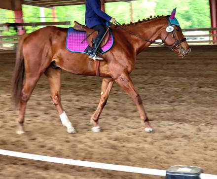 HorseID: 2306520 Hard to Handle - PhotoID: 1090238