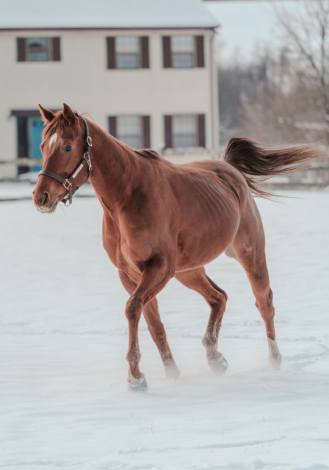 HorseID: 2306520 Hard to Handle - PhotoID: 1090239