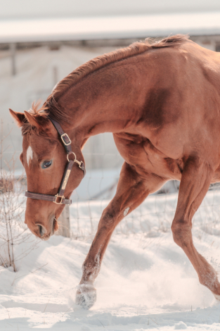 HorseID: 2306520 Hard to Handle - PhotoID: 1090240