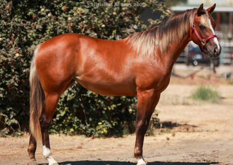 HorseID: 2306521 Danzin Blue Silver - PhotoID: 1090241