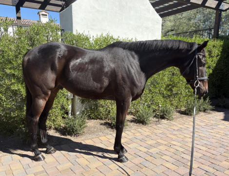 HorseID: 2306522 Talk of The Town - PhotoID: 1090242