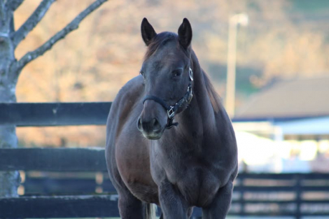 HorseID: 2306524 Made in Haven - PhotoID: 1090243