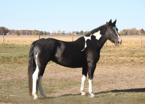 HorseID: 2306526 Kora - PhotoID: 1090244