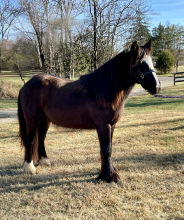 HorseID: 2306531 SSS Fireside Toddy - PhotoID: 1090246