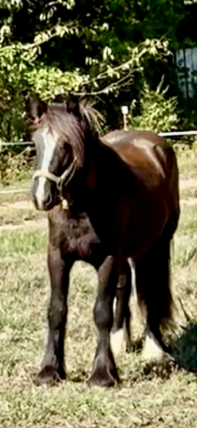 HorseID: 2306531 SSS Fireside Toddy - PhotoID: 1090247