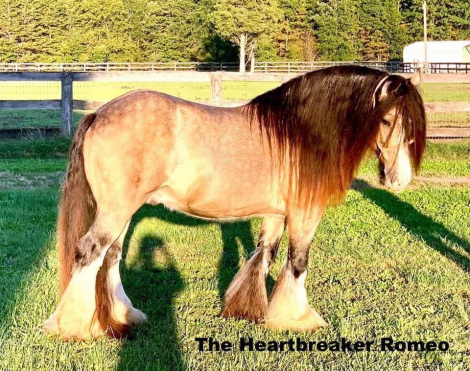 HorseID: 2306531 SSS Fireside Toddy - PhotoID: 1090248