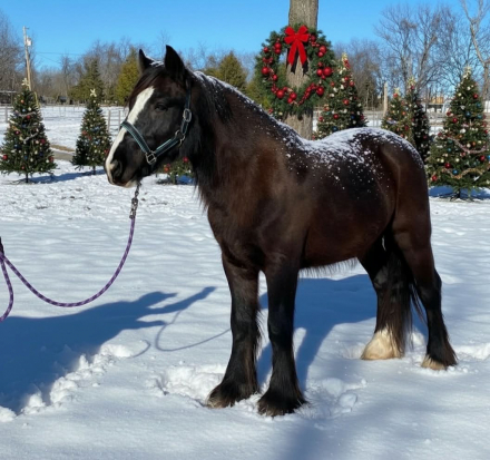 HorseID: 2306531 SSS Fireside Toddy - PhotoID: 1090245