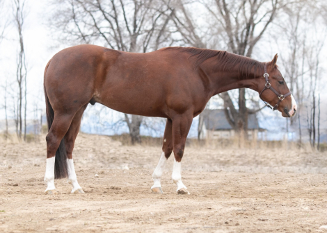 HorseID: 2306535 Star Spangled Tommy - PhotoID: 1090249