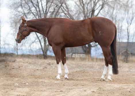 HorseID: 2306535 Star Spangled Tommy - PhotoID: 1090250