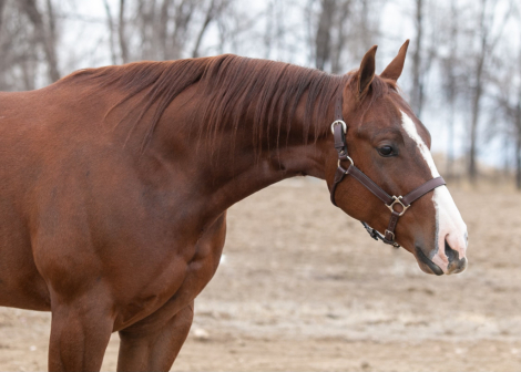 HorseID: 2306535 Star Spangled Tommy - PhotoID: 1090251