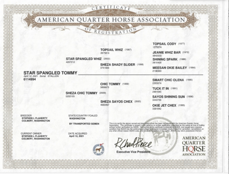 HorseID: 2306535 Star Spangled Tommy - PhotoID: 1090252