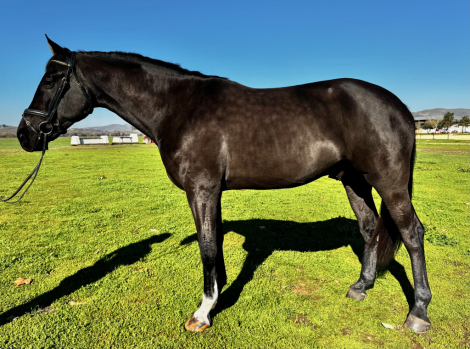 HorseID: 2306538 Templeton's Senaido - PhotoID: 1090253