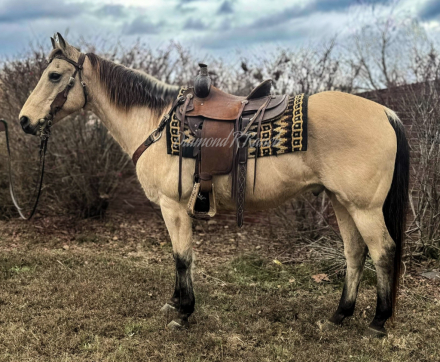 HorseID: 2306539 Cowboy - PhotoID: 1090254