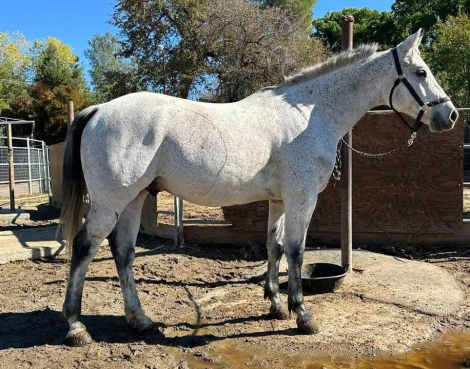 HorseID: 2306542 Raven MHF - PhotoID: 1090256