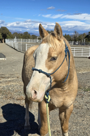 HorseID: 2306543 NP HOTTEST MACH MAN - PhotoID: 1090257