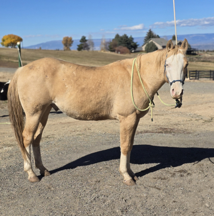 HorseID: 2306543 NP HOTTEST MACH MAN - PhotoID: 1090258